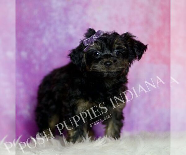 Medium Photo #2 Yorkipoo Puppy For Sale in WARSAW, IN, USA