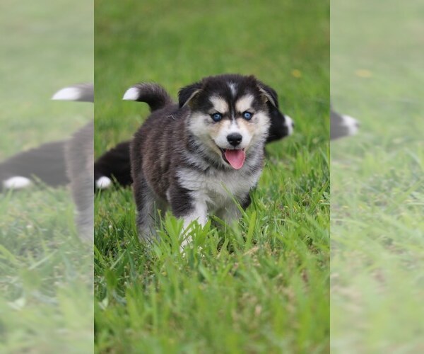 Medium Photo #13 Labrador Retriever-Siberian Husky Mix Puppy For Sale in WOODFORD, VA, USA