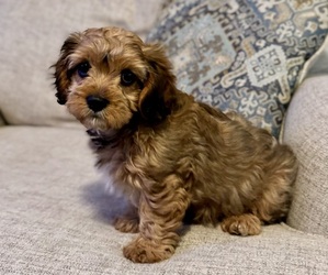 Cavapoo (Miniature) Puppy for sale in GILBERTSVILLE, PA, USA