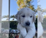 Small Photo #26 Golden Retriever Puppy For Sale in CARLSBAD, CA, USA