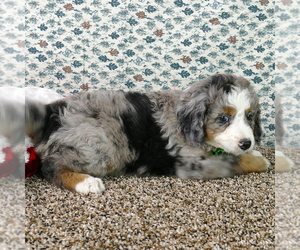 Bernedoodle (Miniature) Puppy for sale in ROY, UT, USA