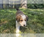 Small Photo #17 Great Bernese Puppy For Sale in ELGIN, OR, USA