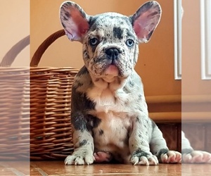 French Bulldog Puppy for sale in ROCKLAND, MA, USA