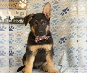 German Shepherd Dog Puppy for sale in LANCASTER, PA, USA