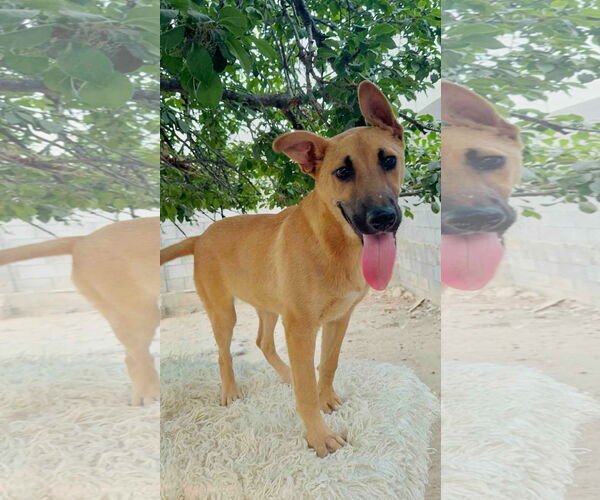 Medium Photo #2 Mutt Puppy For Sale in Newport Beach, CA, USA