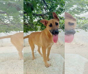 Rio - Male Mutt Dog for Adoption - Photo #2