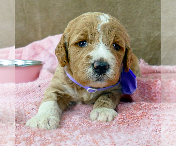 Medium Photo #3 Goldendoodle Puppy For Sale in ROY, UT, USA