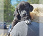 Small #5 Sheprador