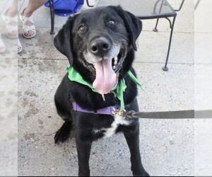 Labrador Retriever-Unknown Mix Dogs for adoption in Fargo, ND, USA