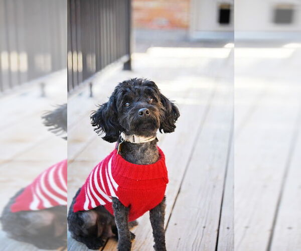 Medium Photo #3 Poodle (Miniature)-Unknown Mix Puppy For Sale in Sandy, UT, USA