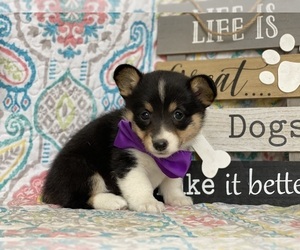 Pembroke Welsh Corgi Puppy for sale in LANCASTER, PA, USA