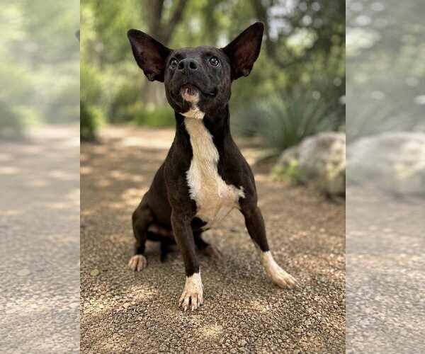 Medium Photo #1 Mutt Puppy For Sale in PIPE CREEK, TX, USA