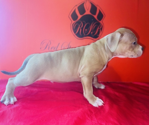 Medium Photo #2 American Bully Puppy For Sale in TRENTON, NJ, USA