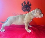 Small #1 American Bully