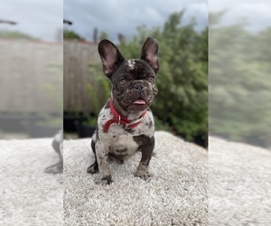 French Bulldog Puppy for sale in MIAMI, FL, USA