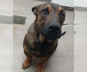 German Shepherd Dog-Staffordshire Bull Terrier Mix Dogs for adoption in HESPERIA, CA, USA