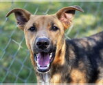 Small Photo #2 German Shepherd Dog-Unknown Mix Puppy For Sale in Anniston, AL, USA