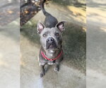 Small #1 Mutt