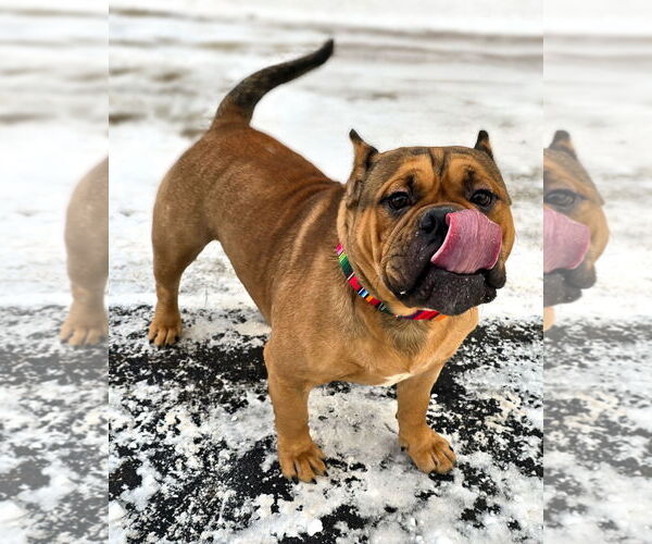 Medium Photo #5 Bulldog Puppy For Sale in Westminster, MA, USA