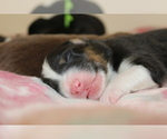 Small Photo #3 Australian Shepherd Puppy For Sale in CAPE CORAL, FL, USA