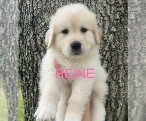 Golden Pyrenees Puppy for sale in NAPLES, FL, USA