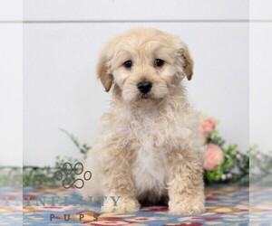 Goldendoodle (Miniature) Puppy for sale in EAST EARL, PA, USA