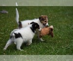 Small Photo #4 Collie Puppy For Sale in PARIS, MI, USA