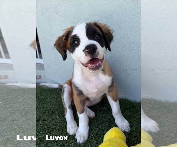 Medium Photo #2 Pug-Saint Bernard Mix Puppy For Sale in Cave Creek, AZ, USA