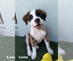 Small #1 Pug-Saint Bernard Mix