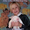 Small Photo #39 Dogo Argentino Puppy For Sale in JANE, MO, USA