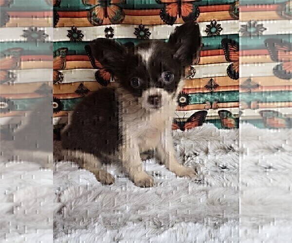 Medium Photo #3 Chihuahua Puppy For Sale in DORAL, FL, USA