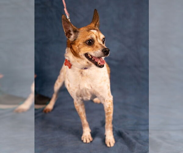 Medium Photo #11 Jack Chi Puppy For Sale in Lake Forest, CA, USA