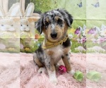 Puppy Atlas ASDR Australian Shepherd