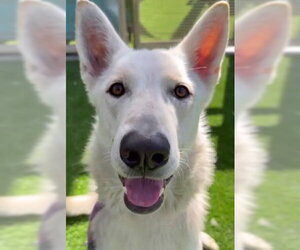- Mix Dogs for adoption in Phoenix, AZ, USA