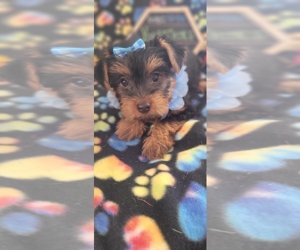 Medium Photo #3 Yorkshire Terrier Puppy For Sale in AKRON, OH, USA