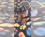 Small Photo #3 Yorkshire Terrier Puppy For Sale in AKRON, OH, USA
