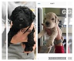 Small #6 Goldendoodle