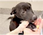Small #1 American Pit Bull Terrier Mix
