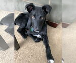 Small #12 Australian Shepherd Mix