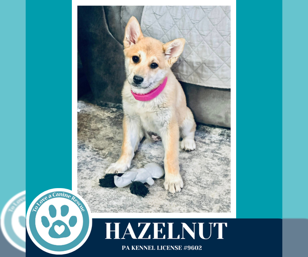 Medium Photo #4 Mutt Puppy For Sale in Kimberton, PA, USA