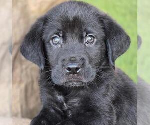 Labrador Retriever-Unknown Mix Dogs for adoption in San Diego, CA, USA