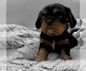 Cavalier King Charles Spaniel Puppy for Sale in BORING, Oregon USA