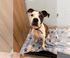 Boxer Dogs for adoption in Brighton, CO, USA