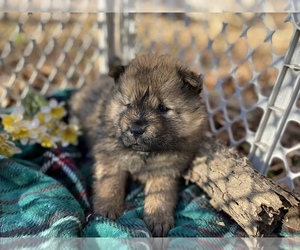 Chow Chow Puppy for sale in DRUMMONDS, TN, USA
