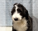 Small #9 Bernedoodle