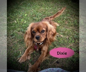 Cavalier King Charles Spaniel Puppy for sale in AUGUSTA, WI, USA