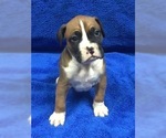 Small Photo #3 Boxer Puppy For Sale in COATSVILLE, MO, USA