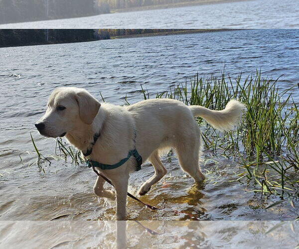 Medium Photo #3 Labrenees Puppy For Sale in Croydon, NH, USA