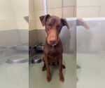 Small #1 Doberman Pinscher