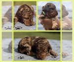 Puppy Reeses Goldendoodle